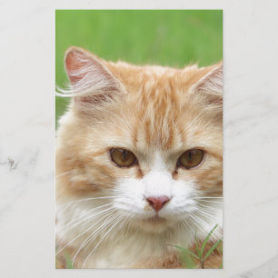 Ginger and White Cat, so cute! Stationery