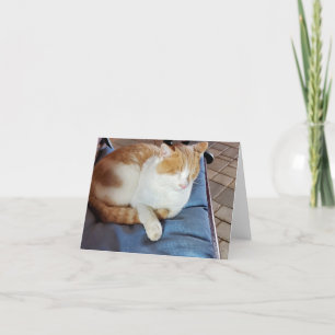 Ginger and white cat thank you card