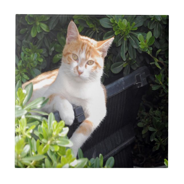 Ginger and White Cat Tile (Front)