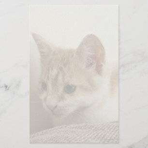 Ginger and White Kitten Stationery