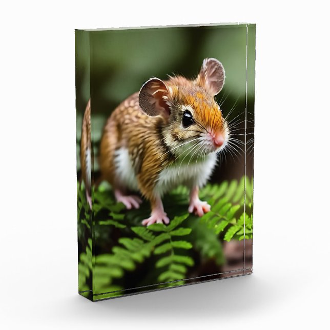 Ginger Australian Hopping Mouse, Photo Block (Left)