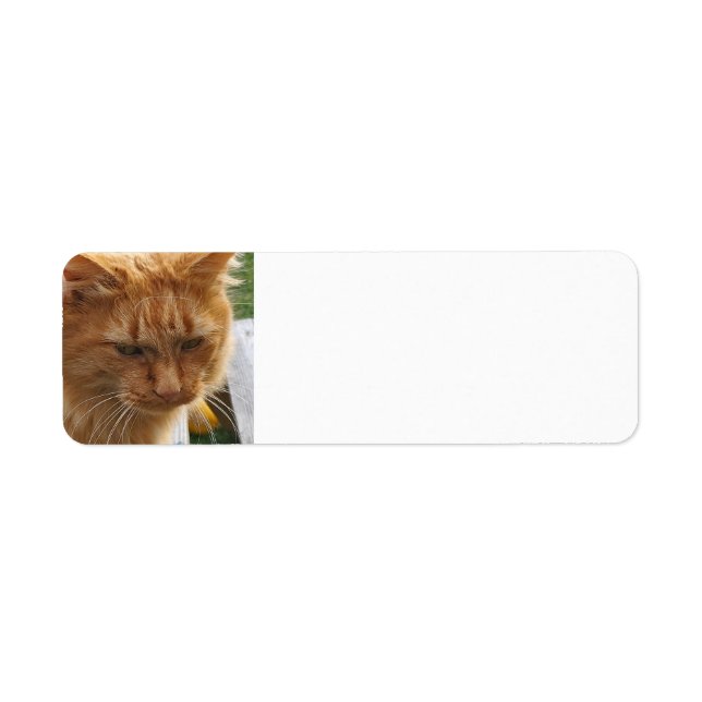 Ginger cat (Devant)