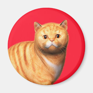 Ginger Cat 3 Magnet