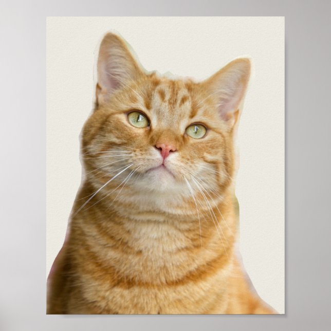 Ginger cat green eyes poster (Front)