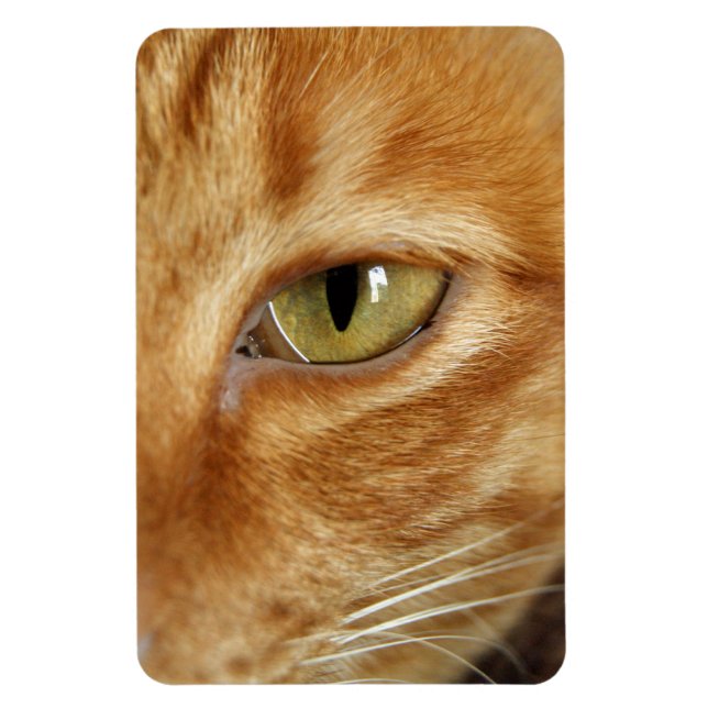 ginger cat magnet (Vertical)