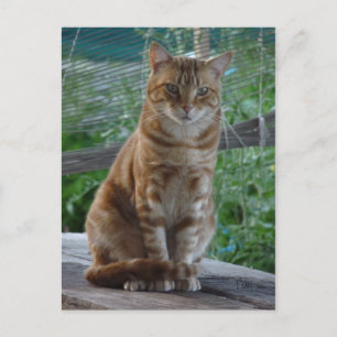 ginger cat postcard