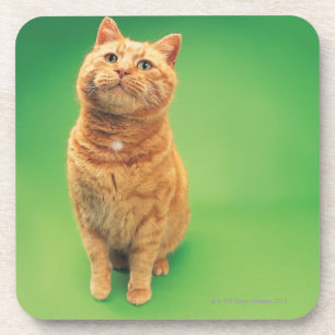 Ginger cat sitting, looking upwards coaster