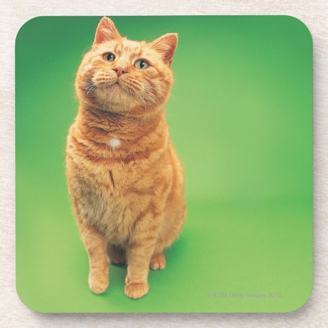 Ginger cat sitting, looking upwards coaster (Front)