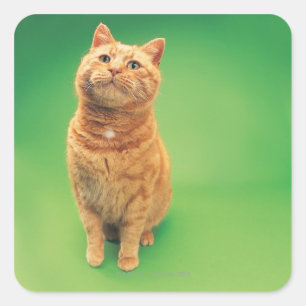 Ginger cat sitting, looking upwards square sticker