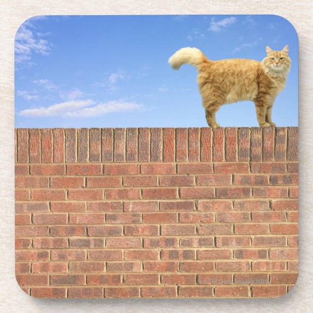 Ginger Cat Standing on Brick Wall Coaster (Front)