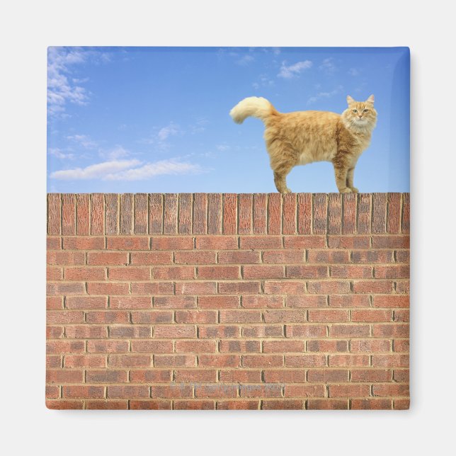 Ginger Cat Standing on Brick Wall Magnet (Front)