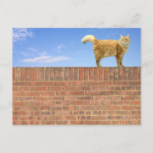 Ginger Cat Standing on Brick Wall Postcard