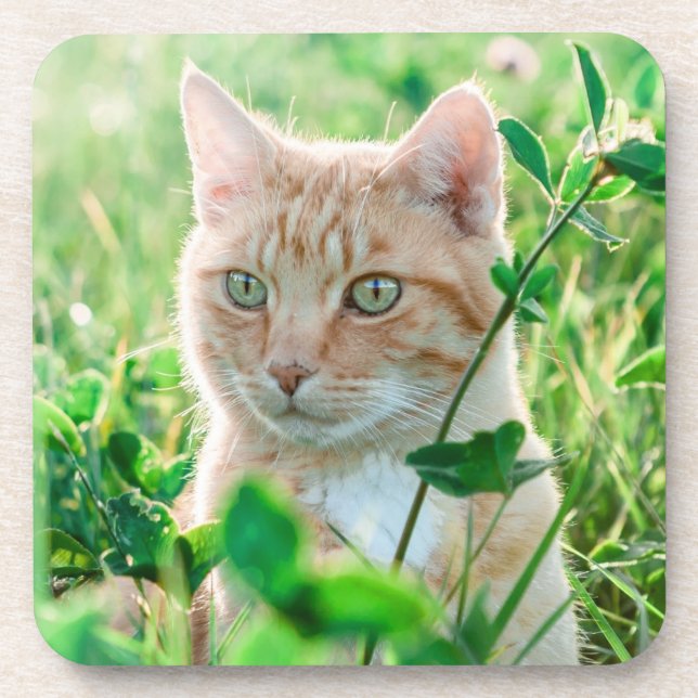 Ginger Cat with Green Eyes in Grass Coaster (Front)