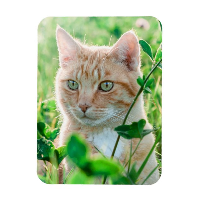 Ginger Cat with Green Eyes in Grass Magnet (Vertical)