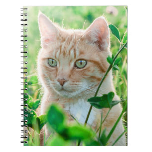 Ginger Cat with Green Eyes in Grass Notebook