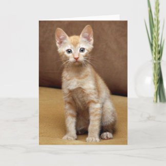 Ginger Couch Card