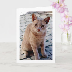 Ginger Kitten Portrait Card