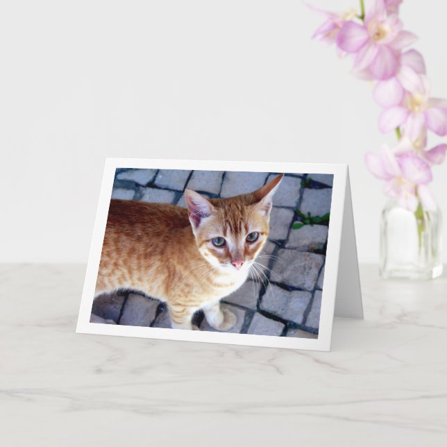 Ginger Kitten Portrait Card (Orchid)