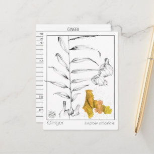 Ginger Materia Medica Herbal Study Card 