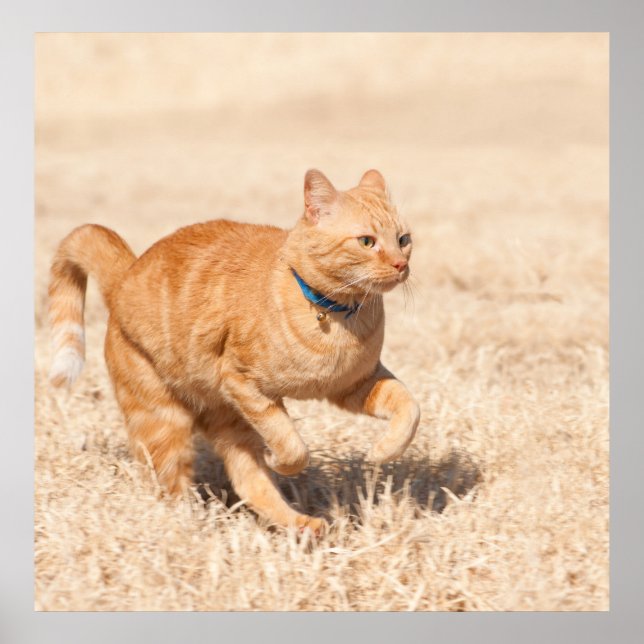 Ginger Speed Poster (Front)