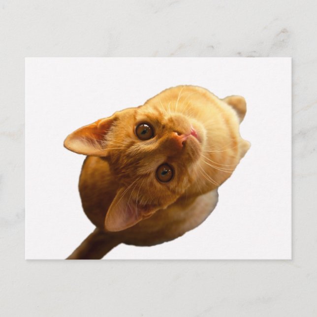 Ginger Tabby Kitten Postcard (Front)