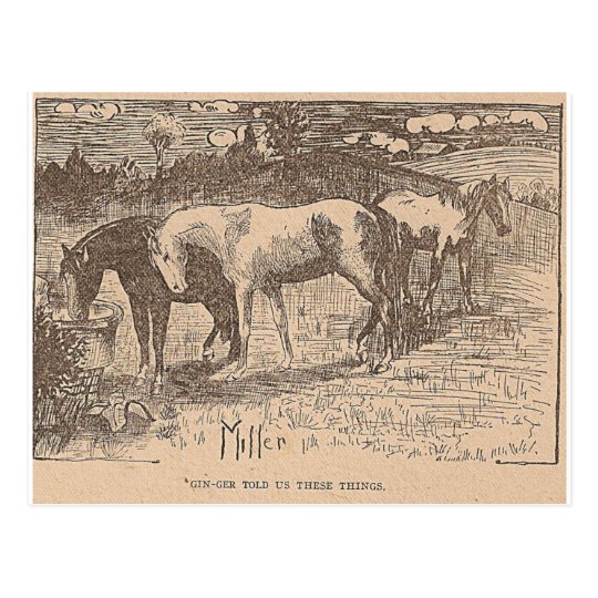 Ginger Told Us These Things Postcard