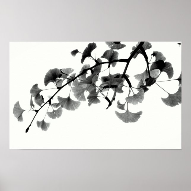 Gingko Biloba Foliage in Black and White Poster (Front)