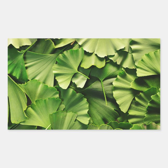ginkgo biloba tree leaf nature plant texture sticker (Front)