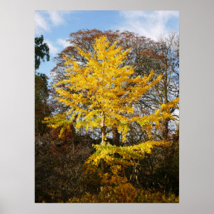 Ginkgo Biloba Tree Poster