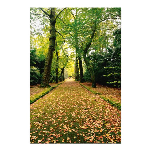 Ginkgo Biloba trees Photo Print (Front)