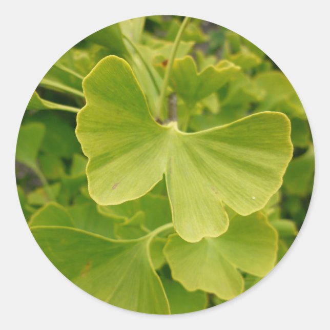 Ginkgo Butterfly Classic Round Sticker (Front)