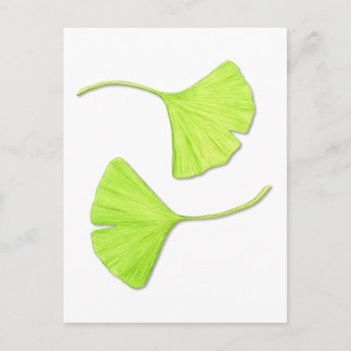 Ginkgo Leaves Botanical Art Postcard