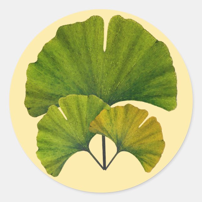 Ginkgo Leaves Classic Round Sticker (Front)