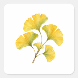 Ginkgo Leaves in Golden Yellow Square Sticker
