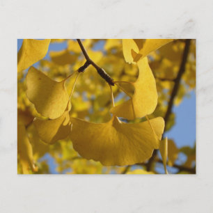 Ginkgo Leaves in Kyoto Postcard