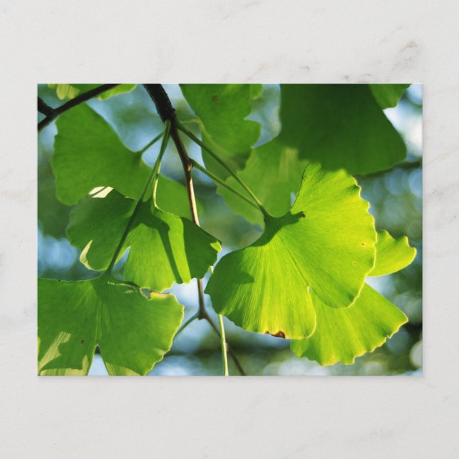 Ginkgo Leaves in Summer Postcard (Front)