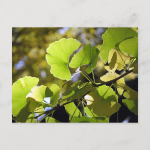 Ginkgo Leaves: Japan Postcard