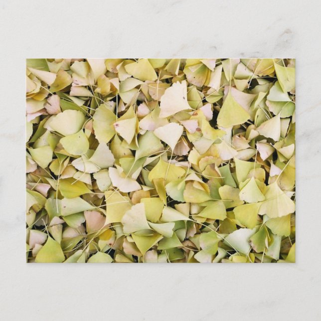 Ginkgo Leaves: Japan Postcard (Front)