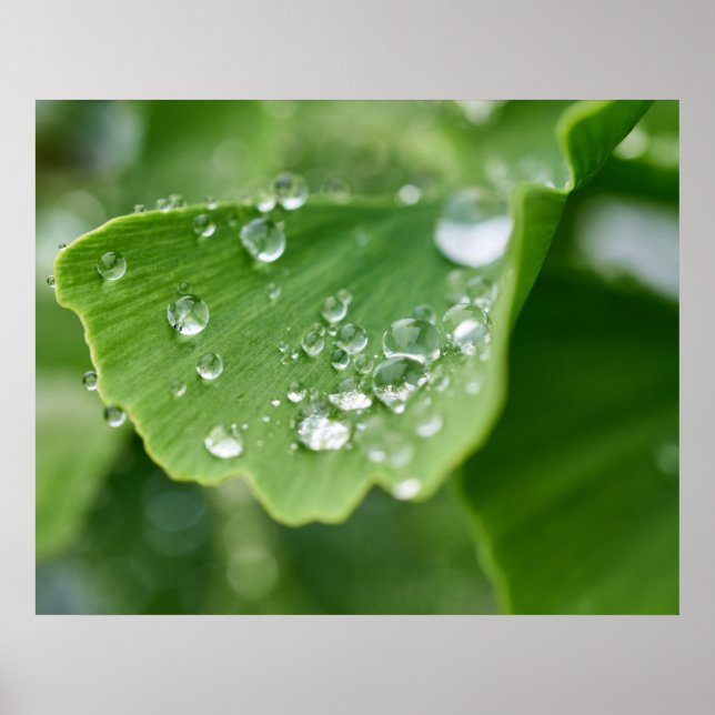 Ginkgo Plant Poster (Front)