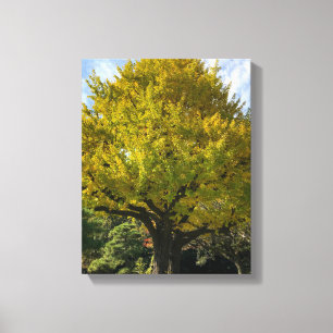 Ginkgo Tree of Golden Yellow Canvas Print