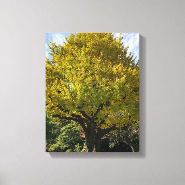 Ginkgo Tree of Golden Yellow Canvas Print (Front)