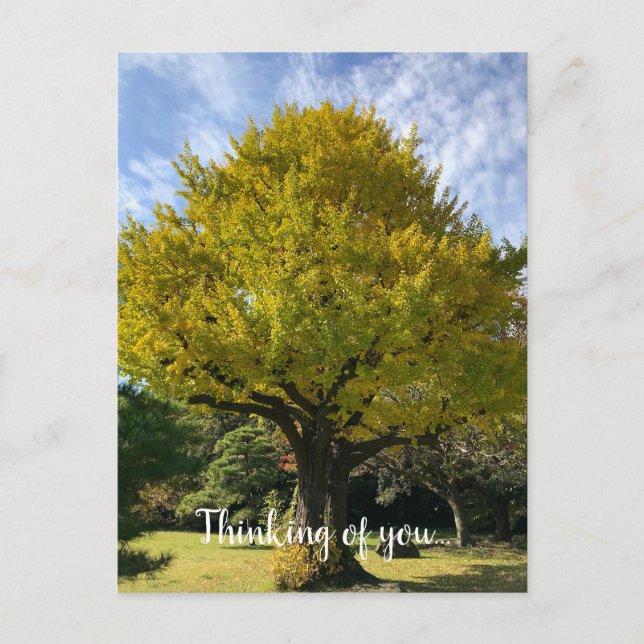 Ginkgo Tree of Golden Yellow Postcard (Front)