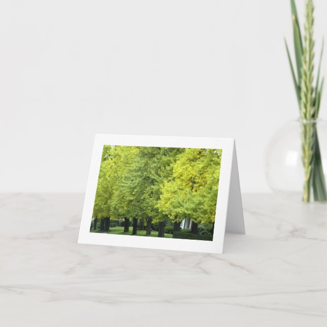 Ginkgo Trees On Highland Ave, Pittsburgh PA Card (Front)