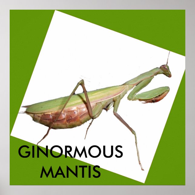 GINORMOUS MANTIS POSTER (Front)