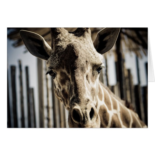 Girafe (Devant Horizontal)
