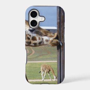 Girafe Drôle Fait la Moue,