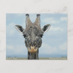 Girafe in Kenya Postcard
