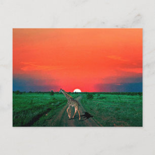 Girafe in Serengeti - Sunset Holiday Postcard
