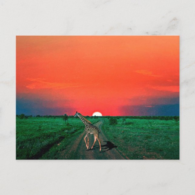 Girafe in Serengeti  - Sunset Holiday Postcard (Front)