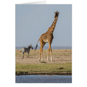 Girafe près d'un point d'eau